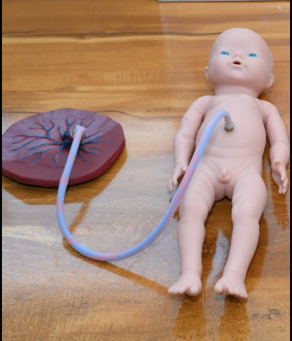  Obstetrics & Gynaecology