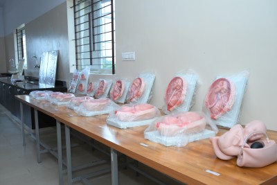Obstetrical and Gynecology Lab